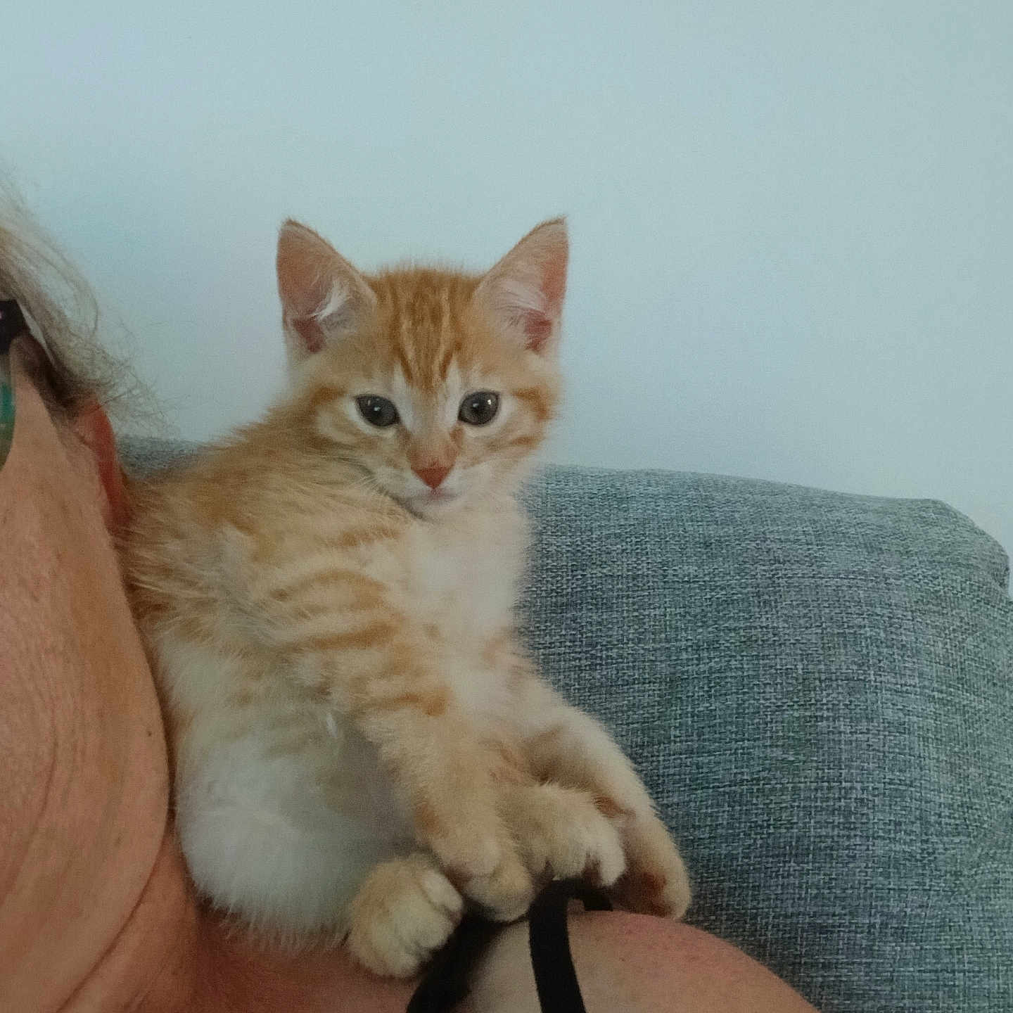 Alphasimba a rejoint le concours — aidez-le/la à gagner de superbes lots ! animal, cat, closeup, couch, curious, cute, domestic_animal, ears, fur, furniture, indoor, kitten, orange_tabby, paws, person, pet, resting, shoulder, whiskers, young