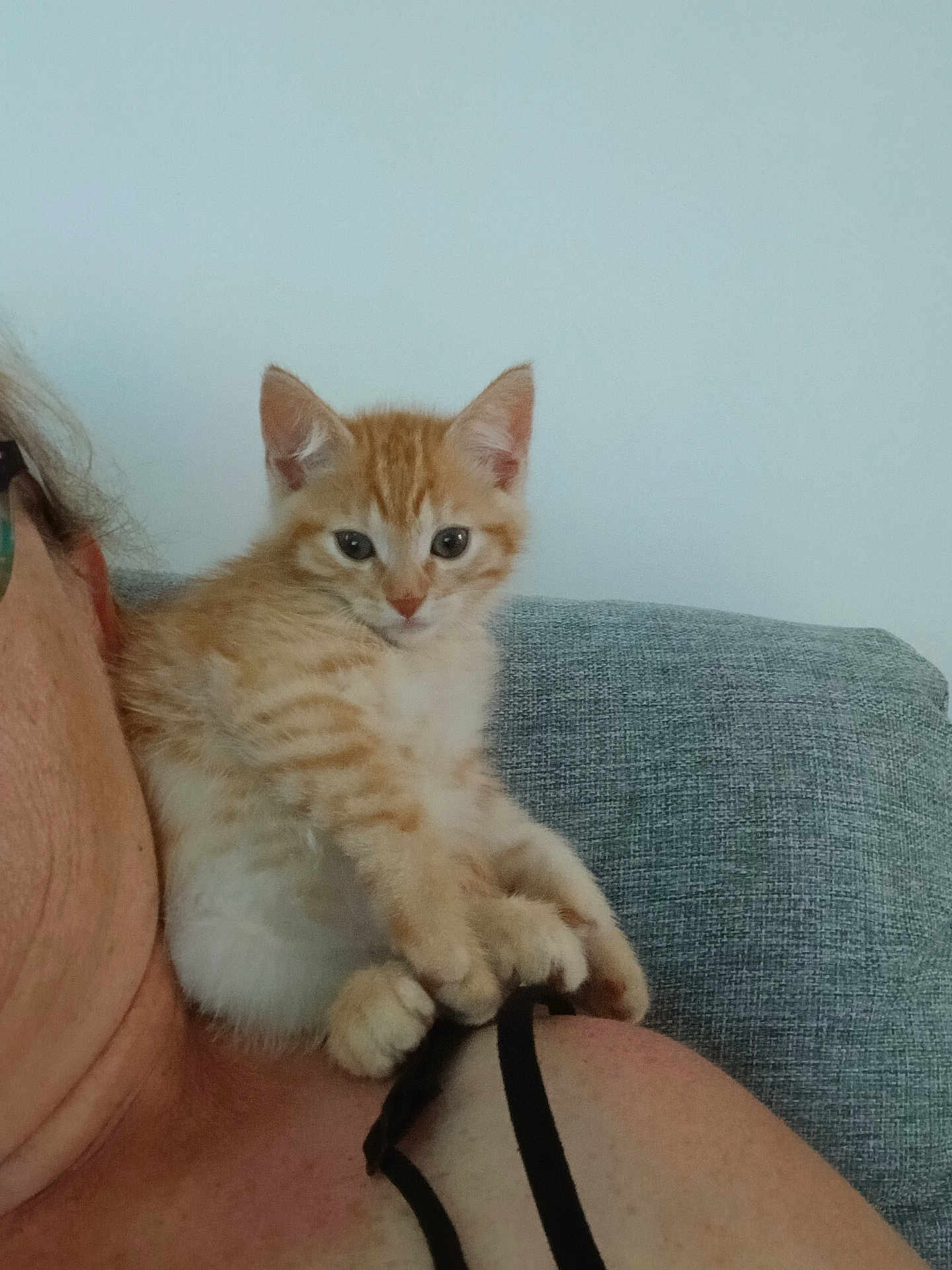 Alphasimba a rejoint le concours — aidez-le/la à gagner de superbes lots ! kitten, cat, orange_tabby, pet, shoulder, person, indoor, furniture, couch, fur, whiskers, ears, paws, curious, young, cute, domestic_animal, animal, closeup, resting