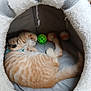 Alphasimba a rejoint le concours — aidez-le/la à gagner de superbes lots ! cat, kitten, orange_tabby, sleeping, cat_bed, toys, ball, rope_toy, cozy, fur, pet, indoor, resting, cute, paw, tail, collar, feline, soft, domestic_animal