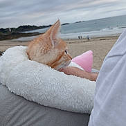 Alphasimba a rejoint le concours — aidez-le/la à gagner de superbes lots ! kitten, orange_cat, pet_bed, white_fur, beach, sand, ocean, water, sky, cloudy, person, white_shirt, seaside, relaxation, outdoor, nature, animal, calm, cuddle, portrait