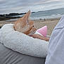 kitten, orange_cat, pet_bed, white_fur, beach, sand, ocean, water, sky, cloudy, person, white_shirt, seaside, relaxation, outdoor, nature, animal, calm, cuddle, portrait