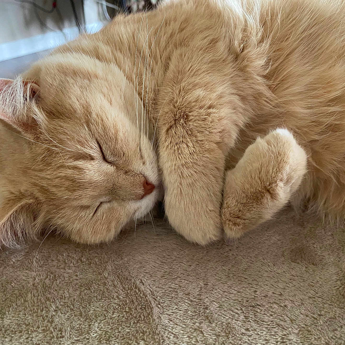 Nermie is registered to the contest to win money with this photo: abyssinian, angora, animal, blanket, cat, couch, furniture, hardwood, homedecor, indoors, interiordesign, kitten, manx, person, pet, siamese, sleeping, snout, wood