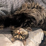 Jackson is registered to the contest to win money with this photo: cat, dog, pets, fur, fluffy, tabby, tricolor, sleeping, lounging, upside_down, bed, blanket, bedding, cozy, indoor, home, closeup, whiskers, green_eyes, relaxed