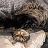 cat, dog, pets, fur, fluffy, tabby, tricolor, sleeping, lounging, upside_down, bed, blanket, bedding, cozy, indoor, home, closeup, whiskers, green_eyes, relaxed