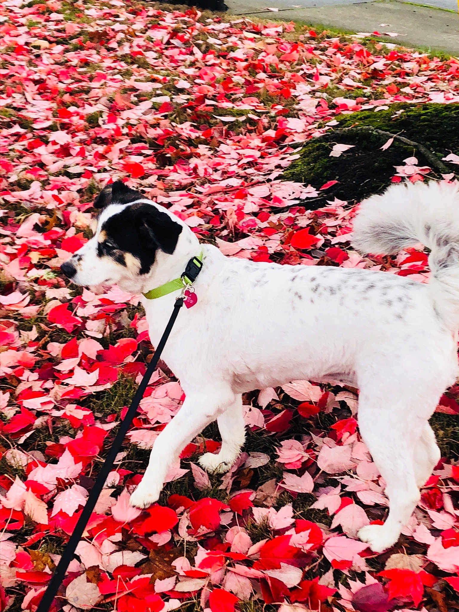 Roxy