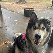 Leia is registered to the contest to win money with this photo: dog, outdoor, wet_floor, tree, planter, leaves, harness, heterochromia, canine, animal, pet, smiling, sitting, concrete, park, nature, fall, furry, closeup, happy