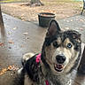dog, outdoor, wet_floor, tree, planter, leaves, harness, heterochromia, canine, animal, pet, smiling, sitting, concrete, park, nature, fall, furry, closeup, happy