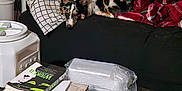 Bailey is registered to the contest to win money with this photo: animal, black_furniture, blanket, book, container, couch, dog, domestic, floor, home, indoor, living_room, pet_food_dispenser, pillow, plastic_wrap, relaxed, resting, spot, stack, wooden_floor