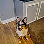 Bailey joined the competition — help win amazing prizes! animal, cabinet, canine, carpet, companion, dog, domestic_animal, ears, flooring, fur, happy, home, indoor, looking_up, pet, playful, sitting, smiling, tank, wooden_floor