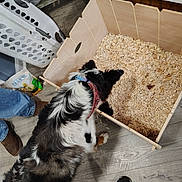 Bailey joined the competition — help win amazing prizes! black_and_white, collar, container, curious, dog, floor, flooring, home, indoor, jeans, laundry_basket, looking, paws, pet, pet_food_bag, sneakers, standing, wood, wood_shavings, wooden_box