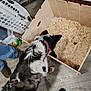 black_and_white, collar, container, curious, dog, floor, flooring, home, indoor, jeans, laundry_basket, looking, paws, pet, pet_food_bag, sneakers, standing, wood, wood_shavings, wooden_box