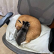 Lola is registered to the contest to win money with this photo: blanket, carpet, cat, collar, comfort, companion, cozy, curled_up, cushion, feline, fur, gray_cat, home, indoor, mesh_chair, office_chair, orange_cat, pet, resting, sleeping