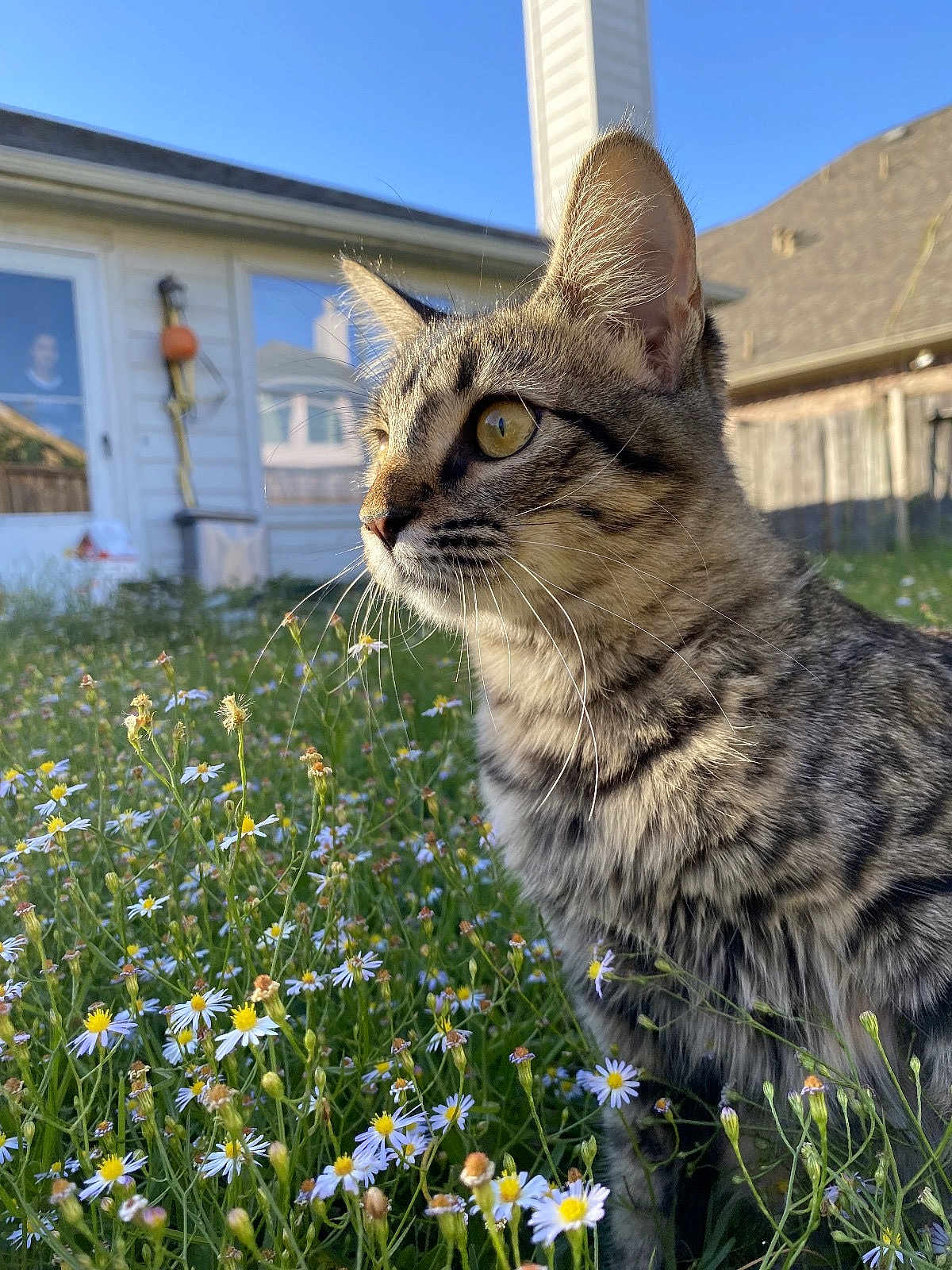 Lola joined the competition — help win amazing prizes! animal, backyard, cat, clear_sky, close_up, curious, daylight, ears, flowers, fur, grass, greenery, house, nature, outdoor, plant, suburban, tabby_cat, whiskers, yellow_eyes