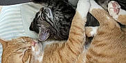 Lola is registered to the contest to win money with this photo: animal, blanket, cat, companion, cozy, cushion, cute, friendship, fur, indoor, orange_cat, paw, peaceful, pet, relaxed, resting, sleeping, snuggling, tabby_cat, whiskers