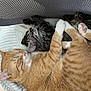 animal, blanket, cat, companion, cozy, cushion, cute, friendship, fur, indoor, orange_cat, paw, peaceful, pet, relaxed, resting, sleeping, snuggling, tabby_cat, whiskers