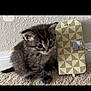 Lola is registered to the contest to win money with this photo: animal, carpet, cat, charging_cable, companion, curious, cute, domestic, ears, floor, fur, indoor, kitten, pet, phone_case, small, tabby, wall, whiskers, young