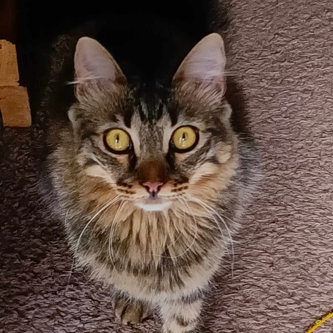 Bella participe au concours pour gagner de l'argent avec cette photo : abyssinian, accessories, angora, animal, cat, hardwood, kitten, leash, manx, pet, plywood, siamese, strap, wood