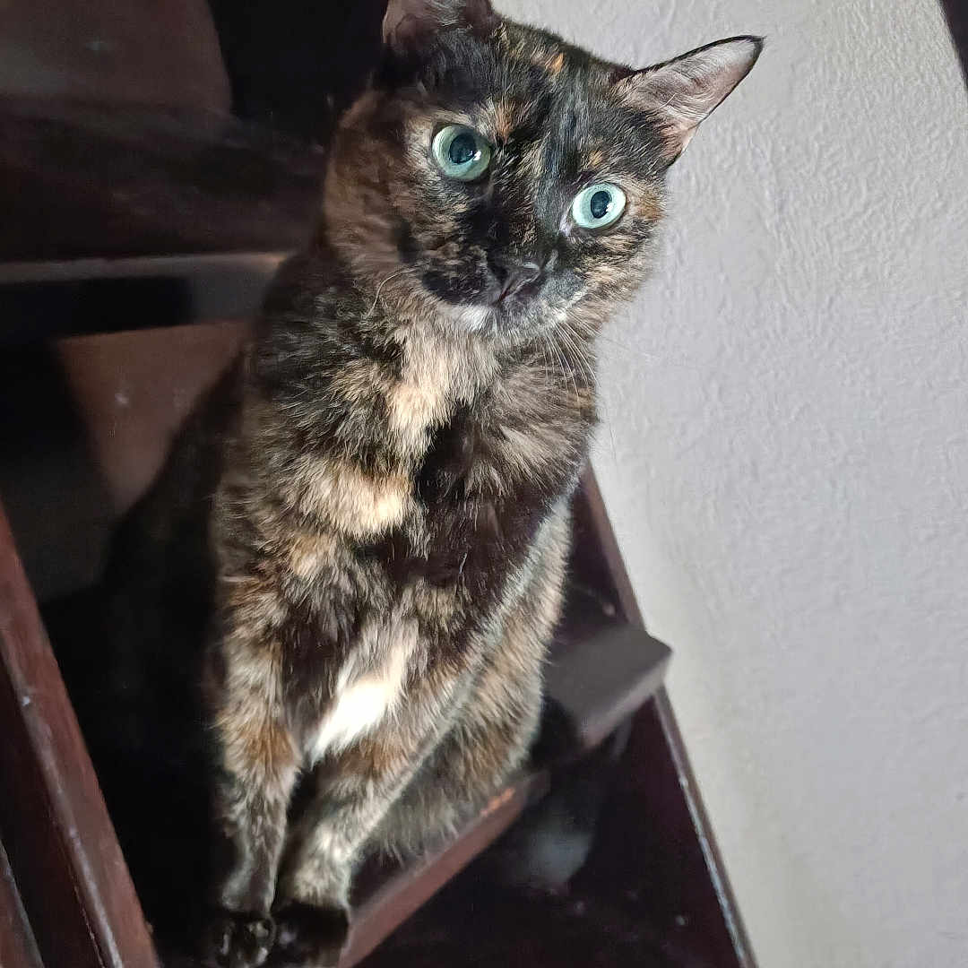 Ruby participe au concours pour gagner de l'argent avec cette photo : abyssinian, animal, architecture, brasssection, building, cat, furniture, handrail, hardwood, house, housing, kitten, manx, musicalinstrument, pet, plywood, shelf, siamese, staircase, wood