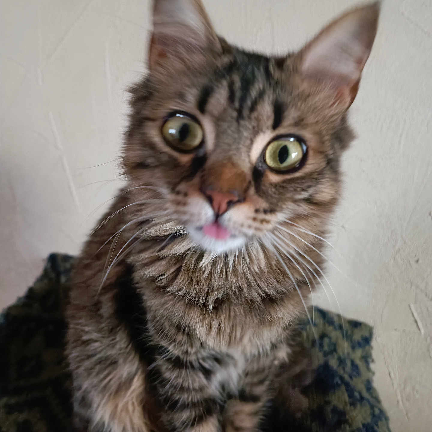 Luna participe au concours pour gagner de l'argent avec cette photo : abyssinian, animal, bodypart, brasssection, cat, horn, kitten, manx, mouth, musicalinstrument, person, pet
