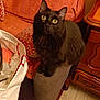 armrest, bag, black_cat, blanket, cat, couch, cozy, curious, feline, floor, fur, furniture, home_interior, indoor, looking_up, pet, pillow, sitting, wooden_cabinet, yellow_eyes