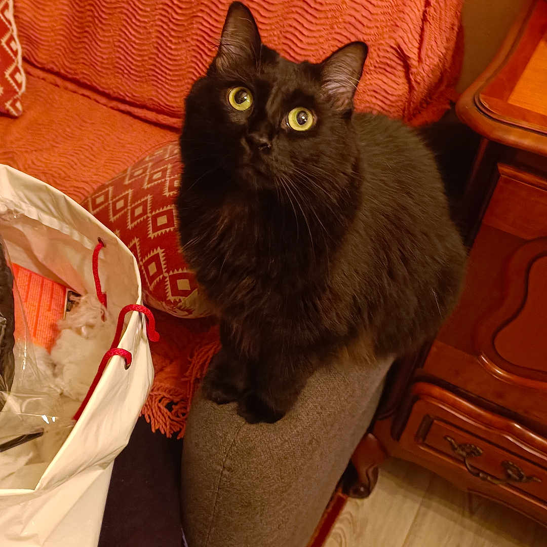 Caline participe au concours pour gagner de l'argent avec cette photo : armrest, bag, black_cat, blanket, cat, couch, cozy, curious, feline, floor, fur, furniture, home_interior, indoor, looking_up, pet, pillow, sitting, wooden_cabinet, yellow_eyes