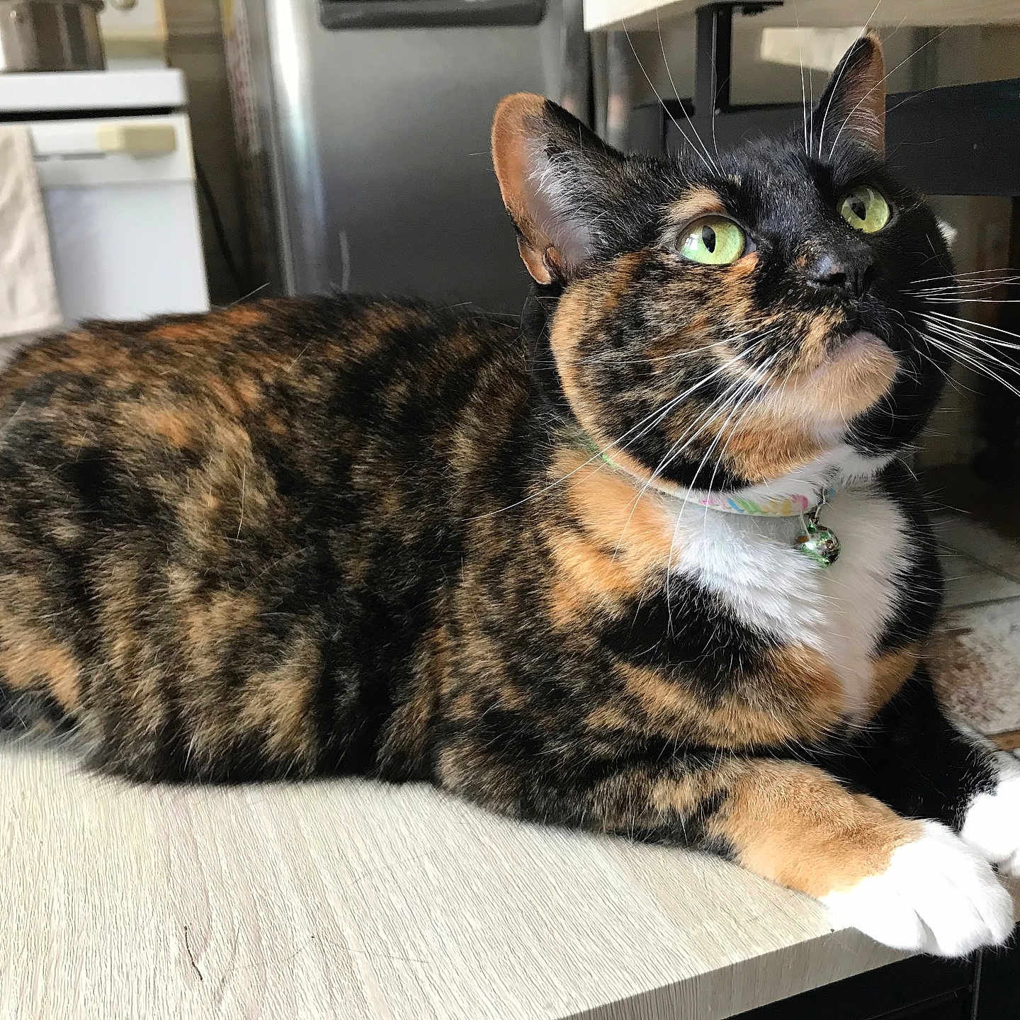 The Bean is registered to the contest to win money with this photo: abyssinian, angora, animal, architecture, brasssection, cat, desk, egyptiancat, furniture, hardwood, horn, indoors, interiordesign, kitten, manx, musicalinstrument, pet, plywood, table, wood