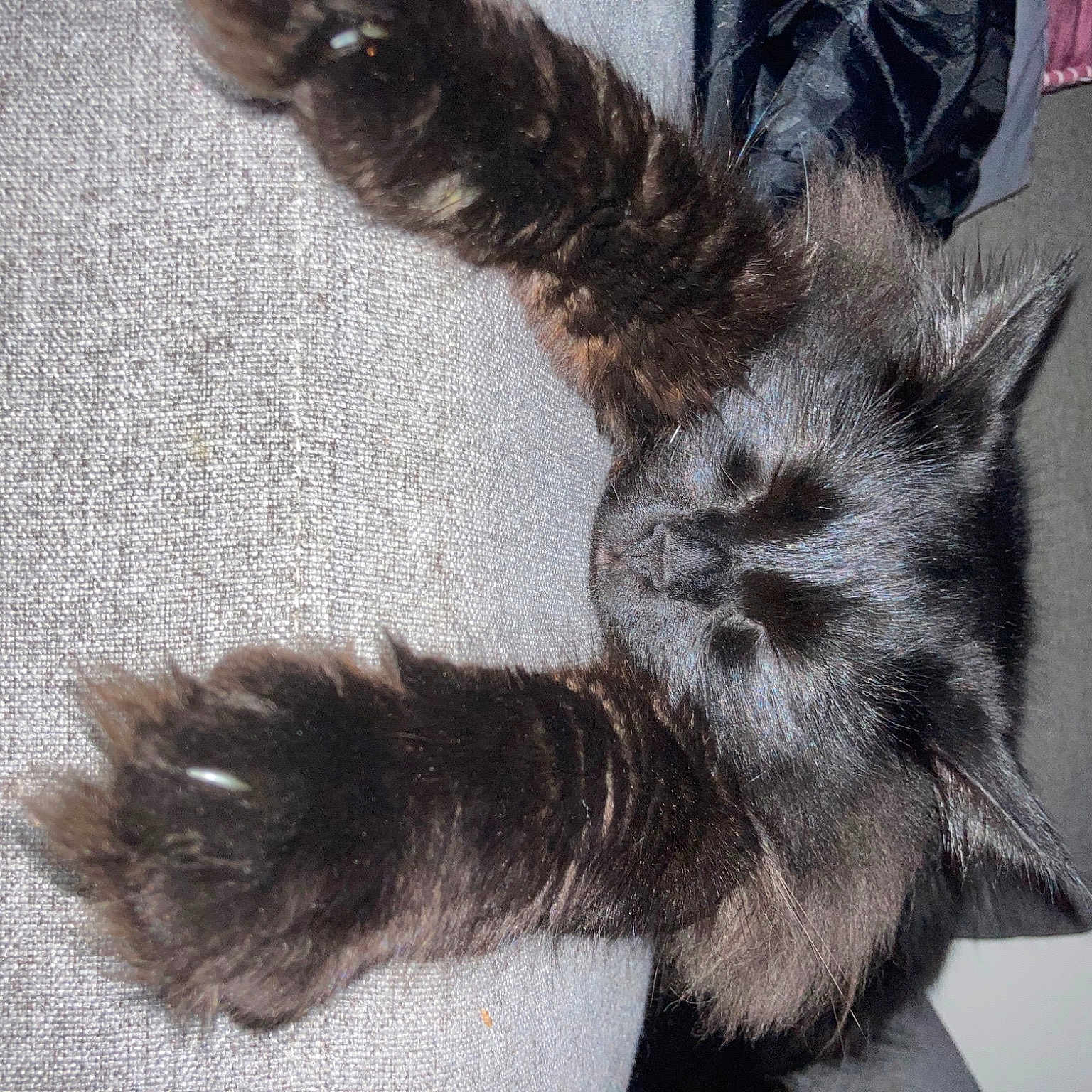 Shadow is registered to the contest to win money with this photo: black_cat, canidae, carnivore, cat, claw, dog_breed, domestic_short_haired_cat, ear, fawn, felidae, fur, gesture, grey, human_leg, liver, paw, small_to_medium_sized_cats, snout, tail, whiskers