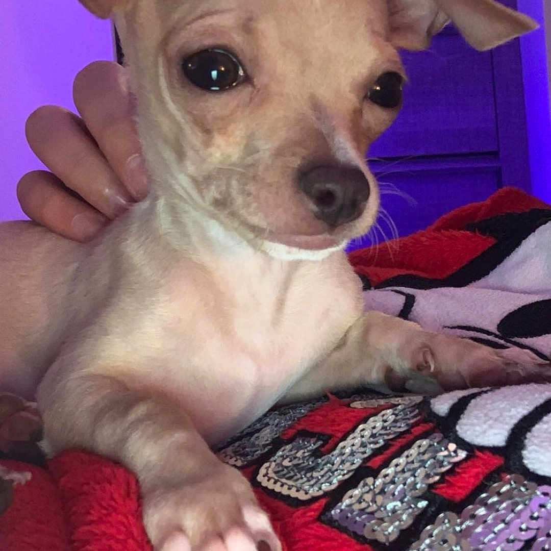 Tyson participe au concours pour gagner de l'argent avec cette photo : animal, bed, bedroom, blanket, canine, chihuahua, cushion, dog, face, furniture, head, homedecor, indoors, person, pet, photography, portrait, puppy, purple, room