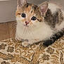 kitten, calico, cat, pet, animal, fur, whiskers, eyes, ears, carpet, indoor, cute, small, young, domestic, mammal, adorable, resting, curious, feline