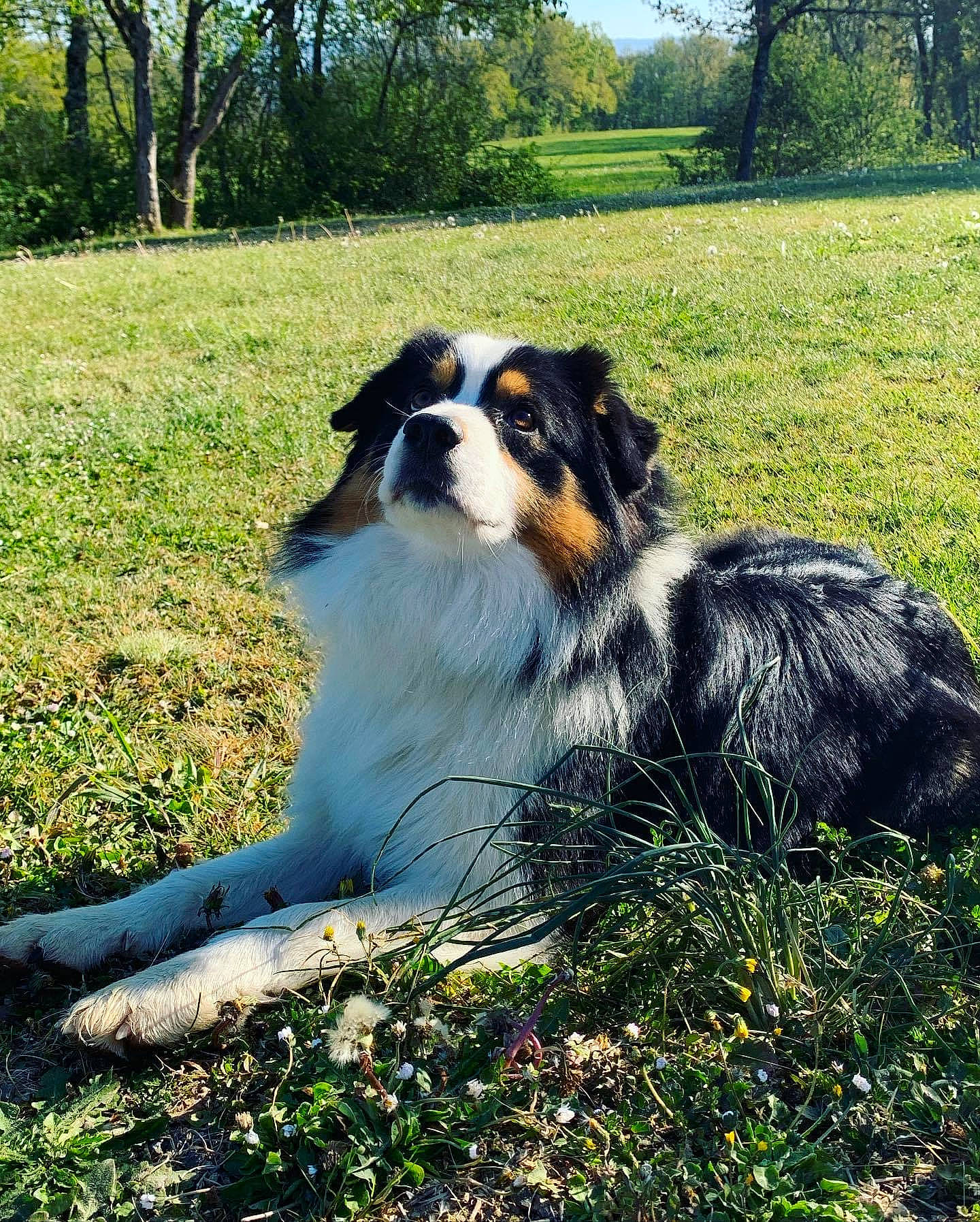 Raven a rejoint le concours — aidez-le/la à gagner de superbes lots ! bernese_mountain_dog, canidae, carnivore, companion_dog, dog, dog_breed, fur, grass, grassland, herding_dog, natural_landscape, plant, sporting_group, sunlight, terrestrial_animal, tree, whiskers, working_animal, working_dog