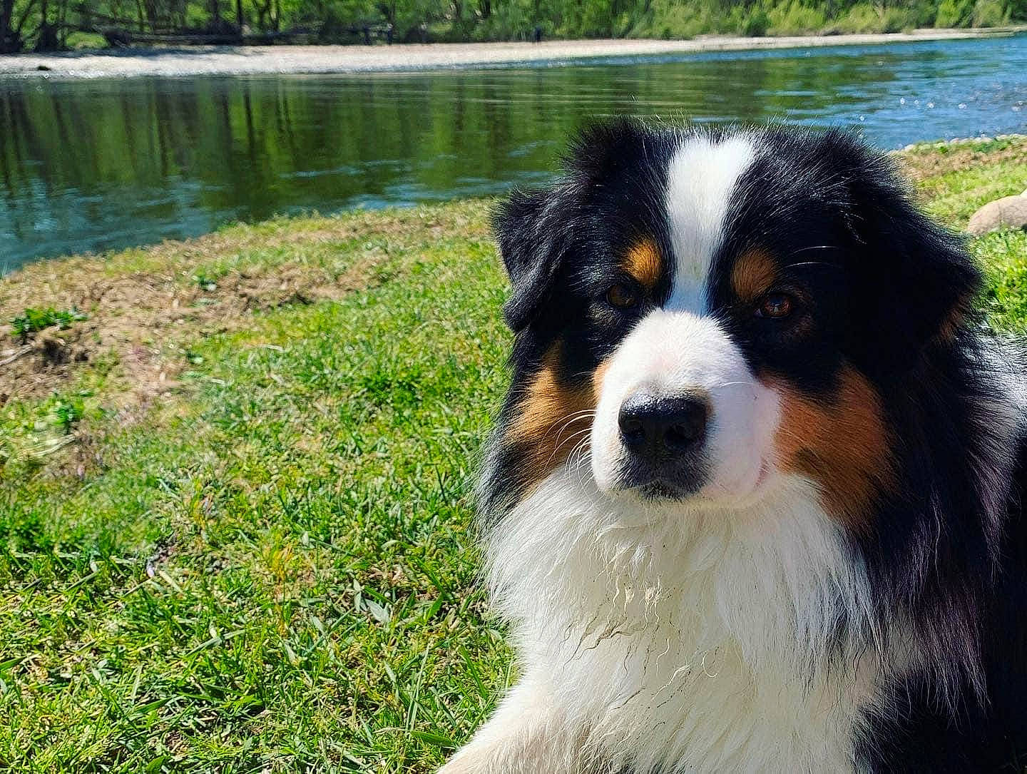 Raven a rejoint le concours — aidez-le/la à gagner de superbes lots ! bernese_mountain_dog, carnivore, companion_dog, dog, dog_breed, grass, herding_dog, lake, natural_landscape, plant, reservoir, sporting_group, terrestrial_animal, tree, water, working_animal, working_dog