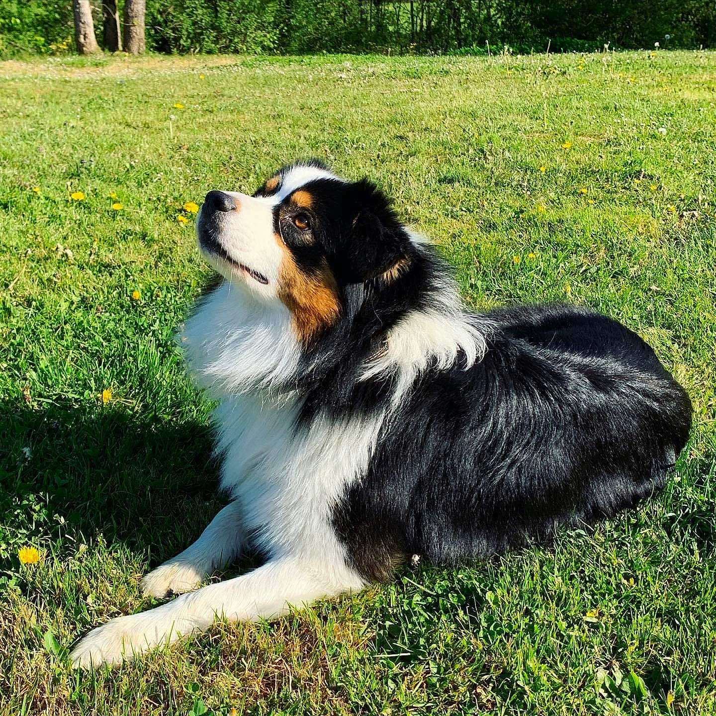 Raven a rejoint le concours — aidez-le/la à gagner de superbes lots ! ancient_dog_breeds, canidae, carnivore, collie, companion_dog, dog, dog_breed, grass, grassland, groundcover, herding_dog, plant, rough_collie, shetland_sheepdog, snout, sporting_group, terrestrial_animal, tree, working_dog