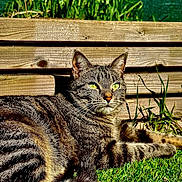 Pookie a rejoint le concours — aidez-le/la à gagner de superbes lots ! cat, tabby, grass, wooden_fence, flower, daffodil, outdoor, sunlight, relaxing, pet, animal, greenery, nature, whiskers, ears, tail, daylight, sunny, closeup, mammal