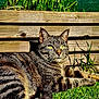 cat, tabby, grass, wooden_fence, flower, daffodil, outdoor, sunlight, relaxing, pet, animal, greenery, nature, whiskers, ears, tail, daylight, sunny, closeup, mammal