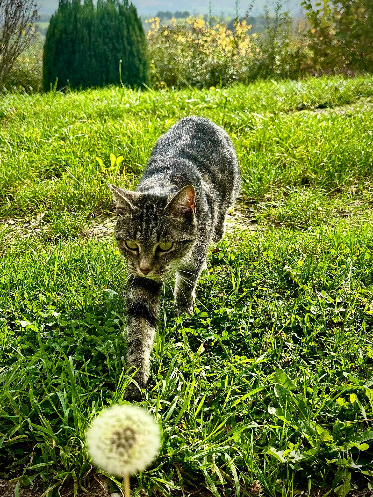 Pookie a rejoint le concours — aidez-le/la à gagner de superbes lots ! cat, tabby_cat, grass, greenery, dandelion, outdoor, nature, plant, animal, sunlight, walking, closeup, feline, garden, flora, mammal, daytime, predator, curious, focused