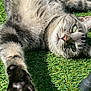 Pookie participe au concours pour gagner de l'argent avec cette photo : cat, tabby_cat, paw, stretching, outdoor, grass, sunlight, feline, pet, closeup, whiskers, relaxed, cute, animal, nature, green, fur, eyes, playful, sunny