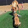 Bandit joined the competition — help win amazing prizes! dog, dogs, play, toy, tug_of_war, grass, artificial_grass, fence, outdoor, sunny, pet, canine, blue_sky, playful, yard, collar, brown_dog, tan_dog, animal, recreation