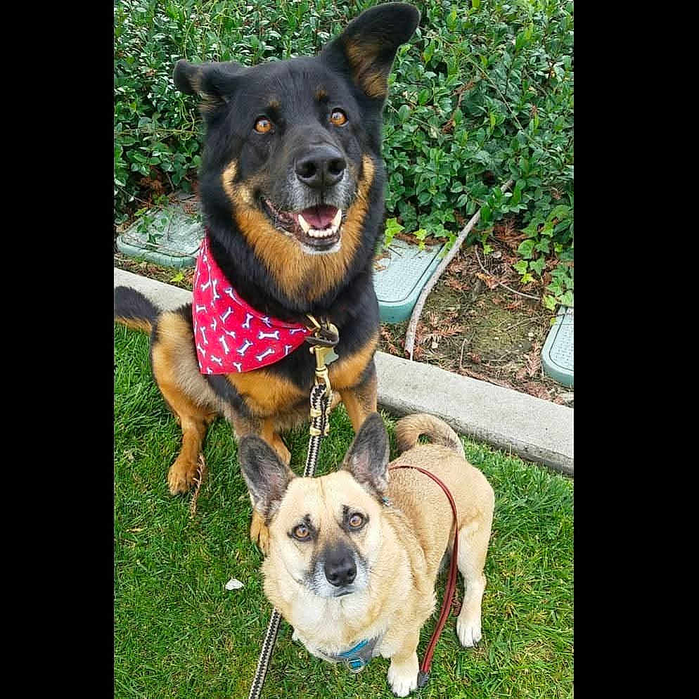 Bandit joined the competition — help win amazing prizes! dog, canine, grass, leash, bandana, outdoor, greenery, pet, animal, two_dogs, happy, alert, sitting, standing, brown, black, tan, face, ears, nature