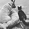 Bandit is registered to the contest to win money with this photo: dog, cat, black_and_white, pet_bed, leash, pavement, animal, sitting, side_by_side, quiet, friendship, outdoor, companion, tail, fur, collar, resting, calm, monochrome, texture