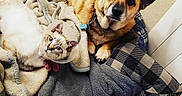 Bandit is registered to the contest to win money with this photo: cat, dog, blanket, cushion, pet, indoor, cone, fur, resting, animal, cozy, companion, cute, sleeping_area, home, comfort, laying, friendship, domestic, relaxed