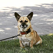 Bandit joined the competition — help win amazing prizes! dog, canine, pet, leash, collar, grass, sidewalk, outdoor, animal, sitting, ears_up, brown_fur, happy, smiling, daytime, nature, cute, friendly, muzzle, tongue_hidden