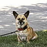 dog, canine, pet, leash, collar, grass, sidewalk, outdoor, animal, sitting, ears_up, brown_fur, happy, smiling, daytime, nature, cute, friendly, muzzle, tongue_hidden