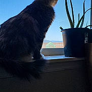 Susan is registered to the contest to win money with this photo: animal, blue_sky, cat, curious, domestic_animal, feline, fur, home, indoor, light, nature, pet, plant, potted_plant, quiet, shadow, silhouette, tail, window, windowsill