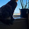 animal, blue_sky, cat, curious, domestic_animal, feline, fur, home, indoor, light, nature, pet, plant, potted_plant, quiet, shadow, silhouette, tail, window, windowsill