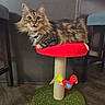 Susan is registered to the contest to win money with this photo: animal, cat, cat_perch, collar, curious_expression, domestic_cat, ears_up, fluffy_fur, furniture, indoor, looking, mammal, pet, red_perch, scratching_post, sitting, tabby, toy_bird, whiskers, wooden_floor