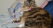 Susan is registered to the contest to win money with this photo: animal, bed, cat, cozy, cute, domestic_cat, feline, fluffy, fur, green_eyes, indoor, pet, playful, quilt, relaxed, resting, tabby, tail, tongue_out, whiskers