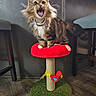 Susan joined the competition — help win amazing prizes! brown, cat, collar, domestic_animal, feline, fluffy, fur, furniture, household, indoor, indoor_lighting, meowing, mushroom_perch, open_mouth, pet, playful, red, scratching_post, toy, wooden_floor