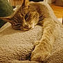 animal, blanket, cat, closeup, comfort, cozy, cute, feline, fur, home, indoor, mammal, paw, pet, relaxed, resting, sleepy, texture, warm, whiskers