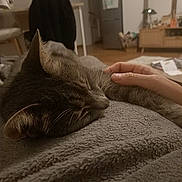 Switch participe au concours pour gagner de l'argent avec cette photo : cat, sleeping, hand, blanket, indoor, cozy, furniture, living_room, gray_tabby, pet, relaxation, soft_texture, home, comfort, domestic, resting, floor, household_items, blurred_background, warm_lighting