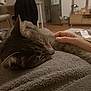 cat, sleeping, hand, blanket, indoor, cozy, furniture, living_room, gray_tabby, pet, relaxation, soft_texture, home, comfort, domestic, resting, floor, household_items, blurred_background, warm_lighting